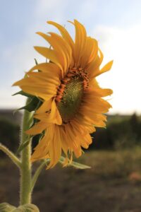 fiore nella tundra